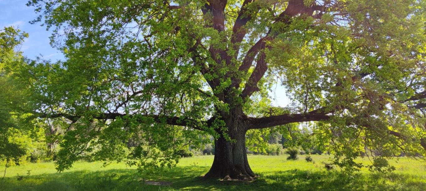 Klingenhofer Hutanger Hutanger bei Klingenhof