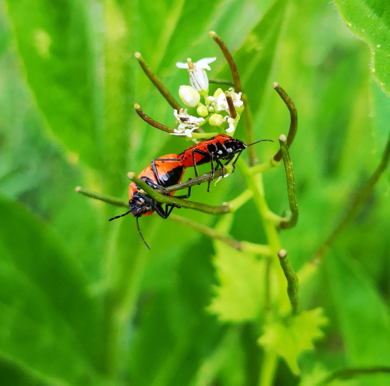 Vermehrung Schwarzrückige Gemüsenwanzen