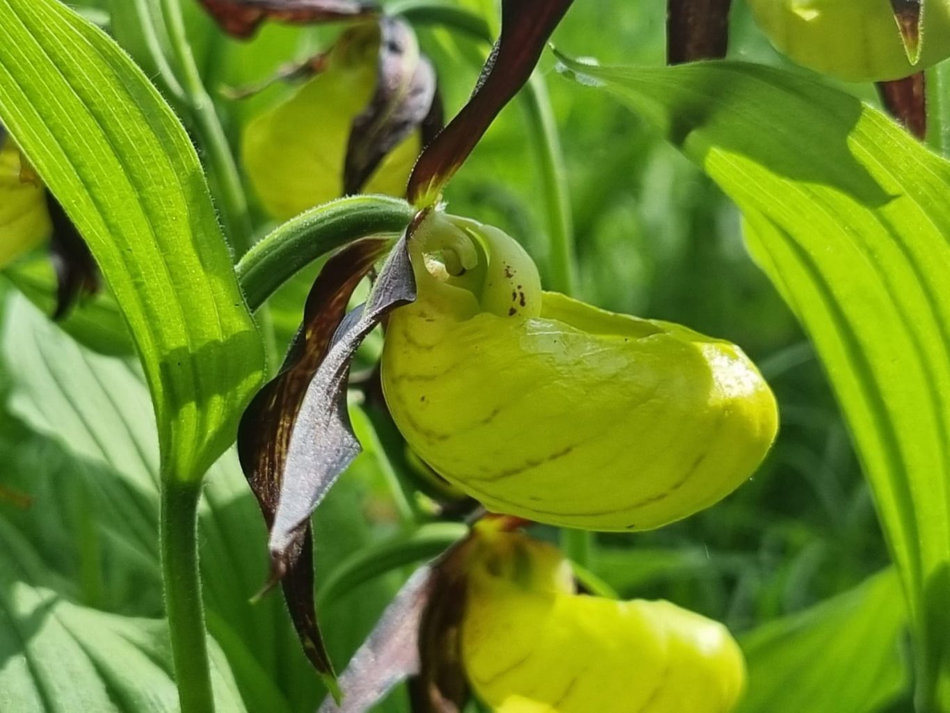 Frauenschuhe Kesselfalle des Frauenschuhs