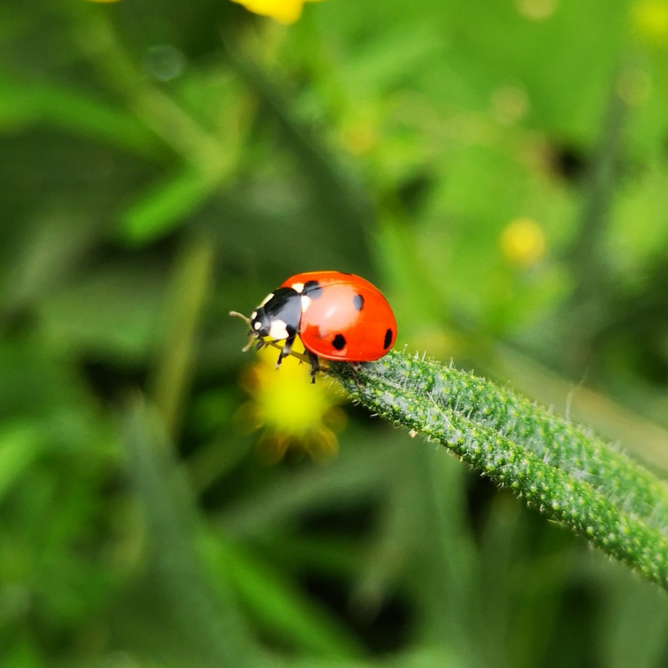 Starte mit uns in ein Abenteuer Marienkäfer