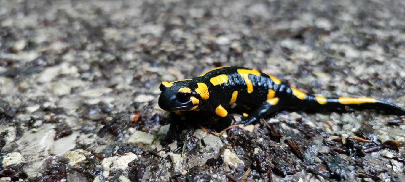 Feuersalamander Feuersalamander und ihre Tupfen