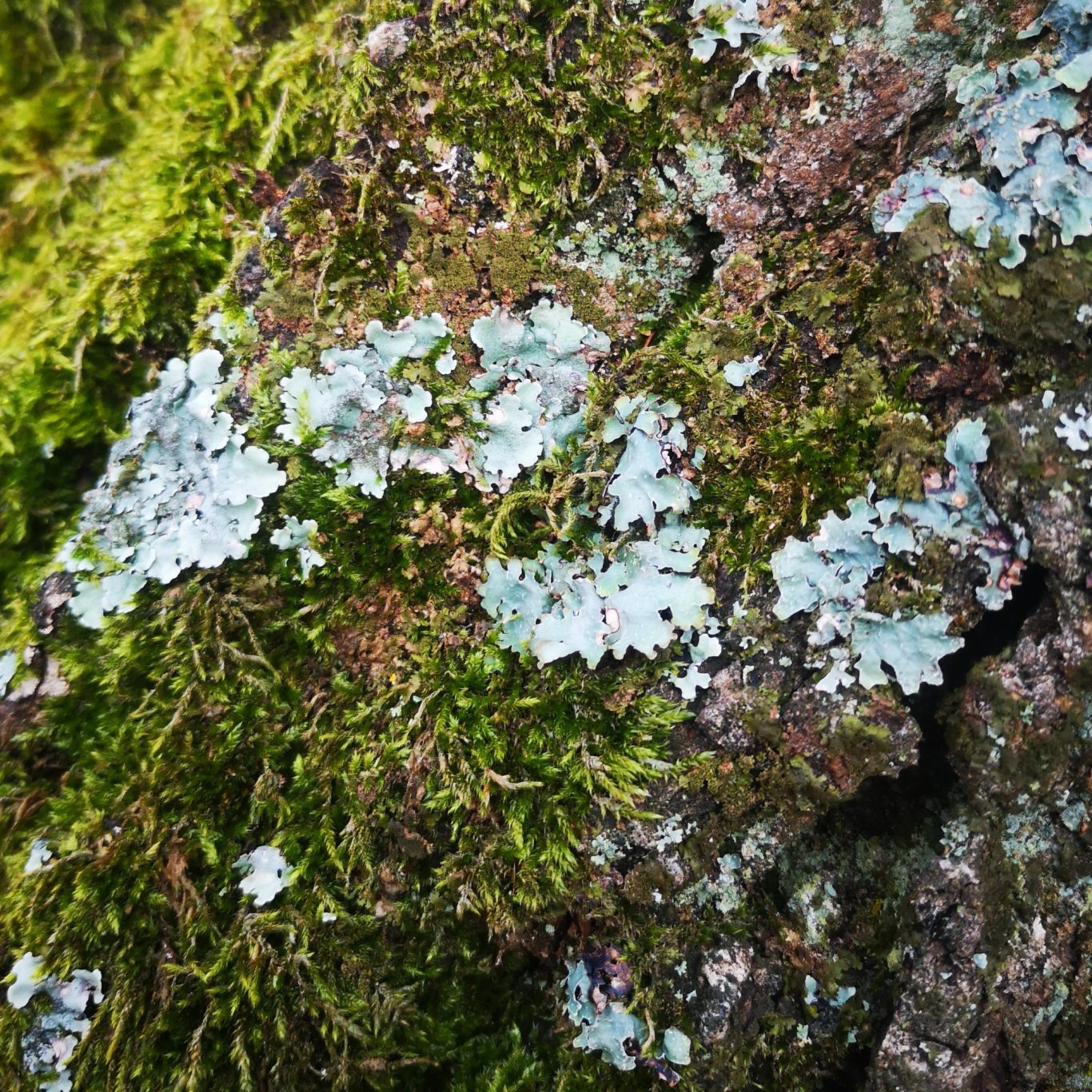 Flechten auf der Rinde Flechten