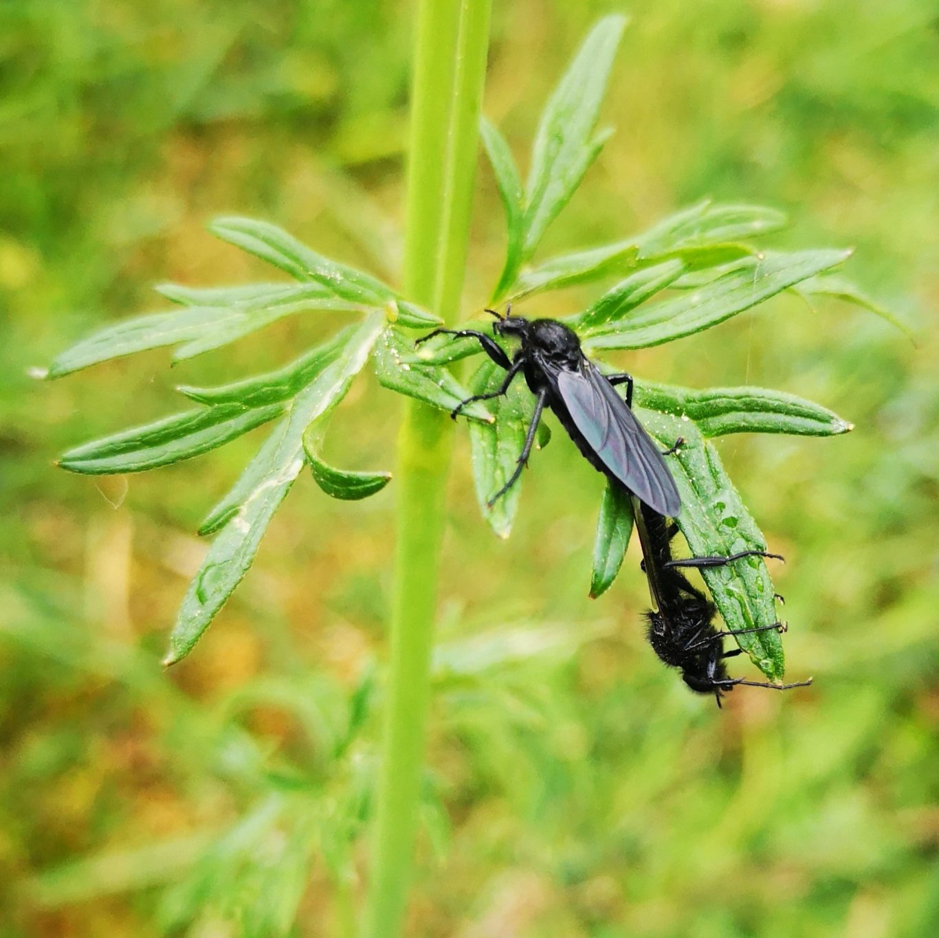 Wer kennt sie schon? Märzfliegen