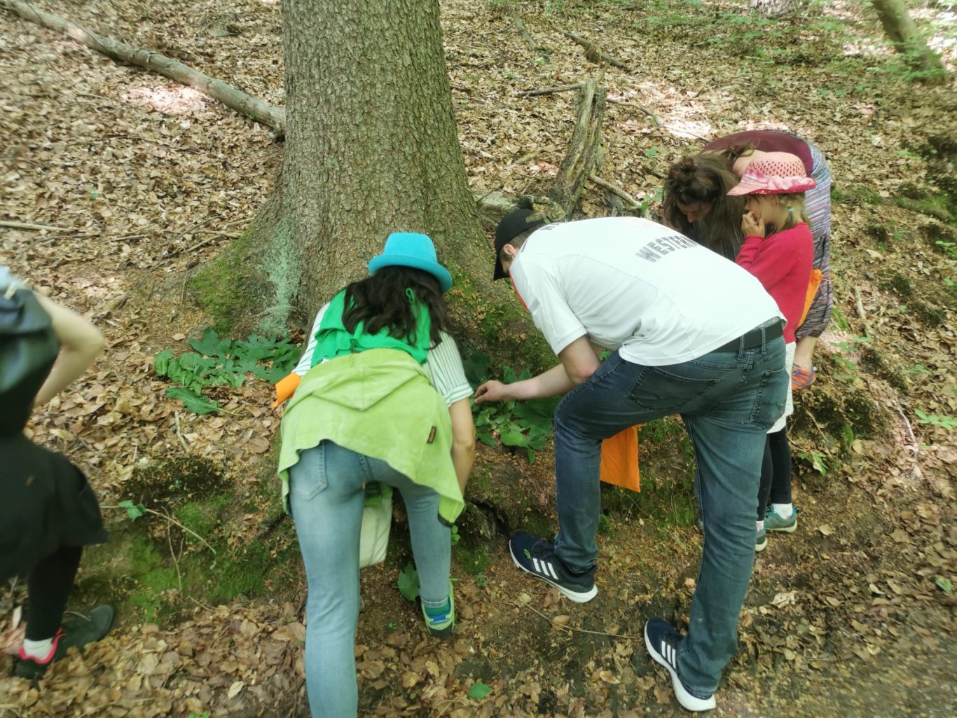 Landart Wir basteln eine Waldcollage