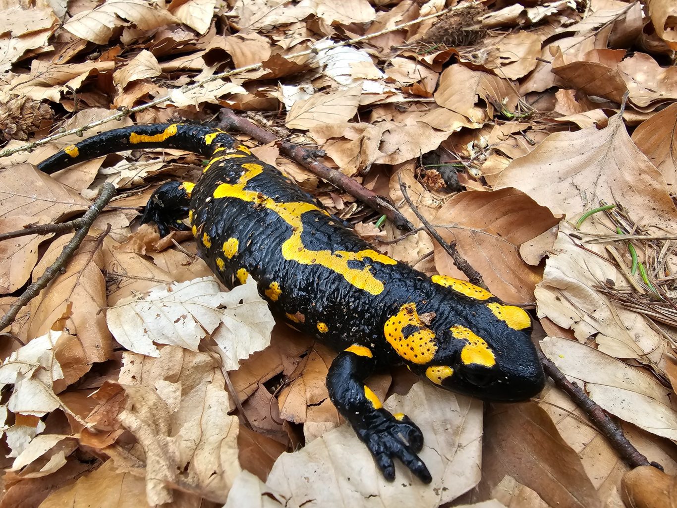 Feuersalamander Feuersalamander unterwegs