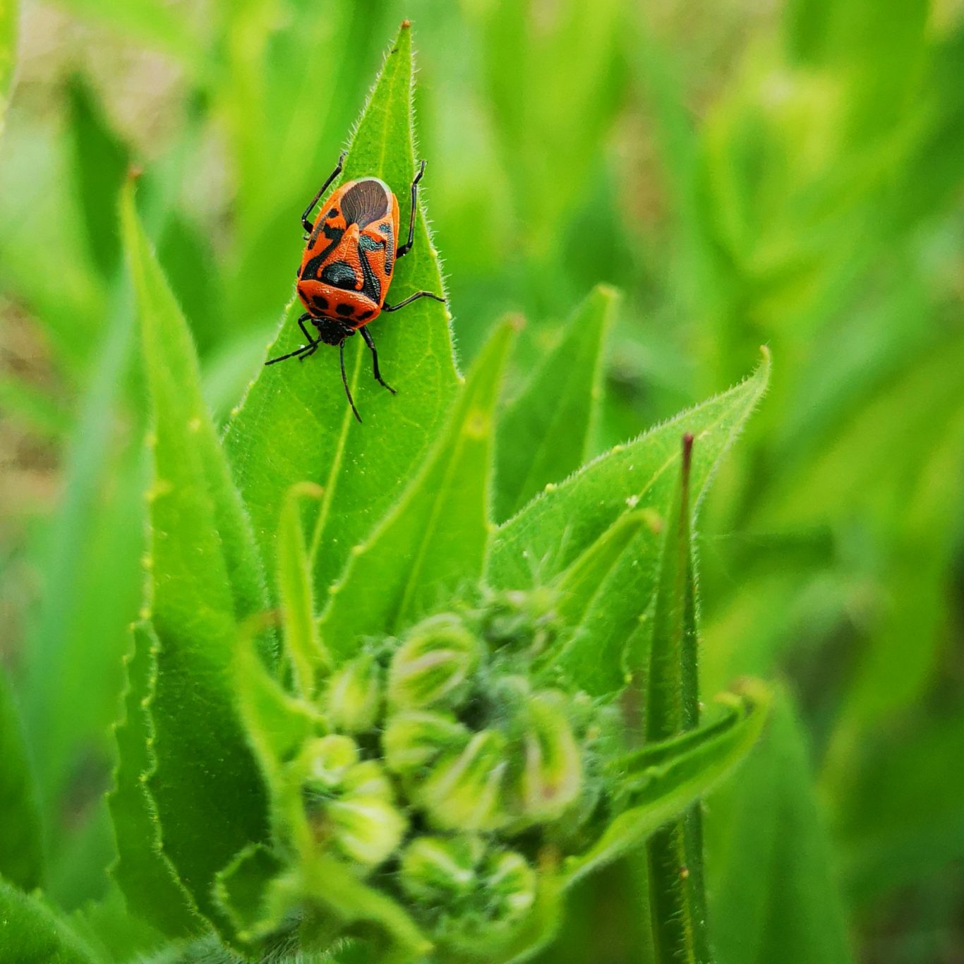 Farbtupfer Schwarzrückige Gemüsewanze