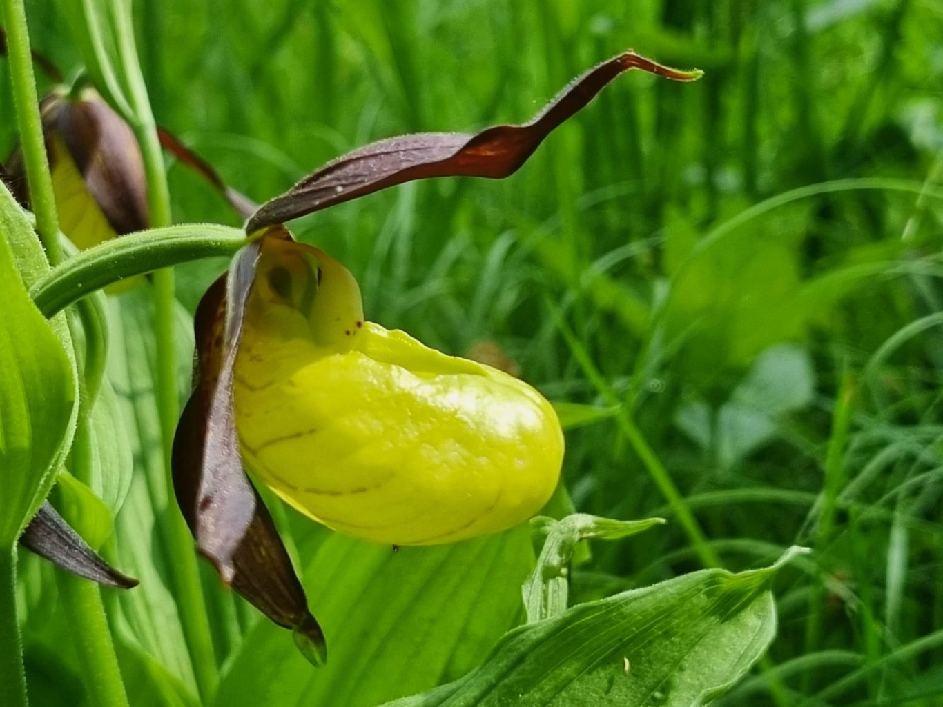 Frauenschuh Orchideen entdecken