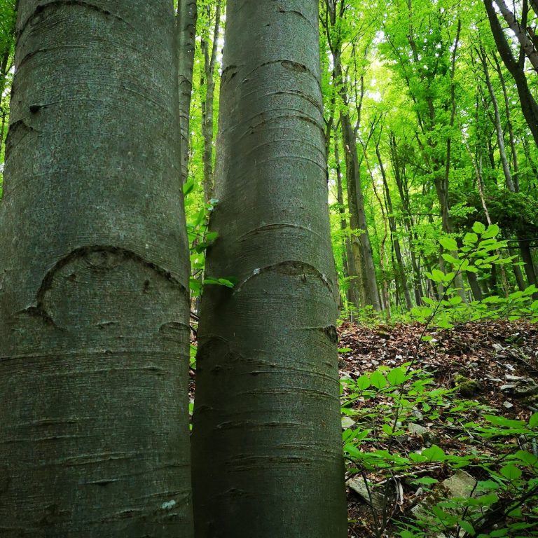 Buchenrinde und Buchenaugenblicke